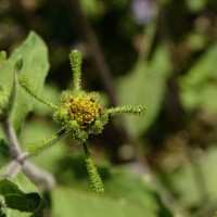 Sigesbeckia orientalis L.